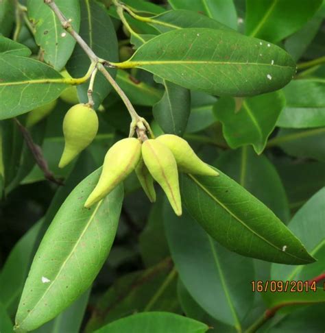 Avicennia alba (Api api): Sea dispersed – FRUIT & SEEDS OF BORNEO