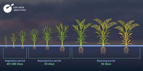 How To Grow Rice: Planting, Care, & Harvesting Practices