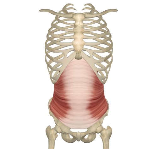 Transverse Abdominis Muscle