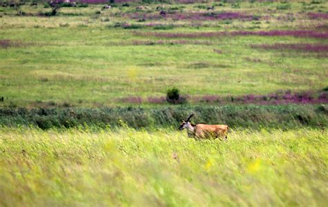 Eland, Rietvlei Nature Reserve, Tshwane, South Africa - a photo on Flickriver