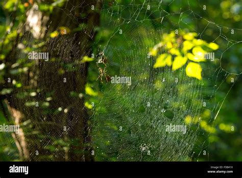 Dark web hi-res stock photography and images - Alamy