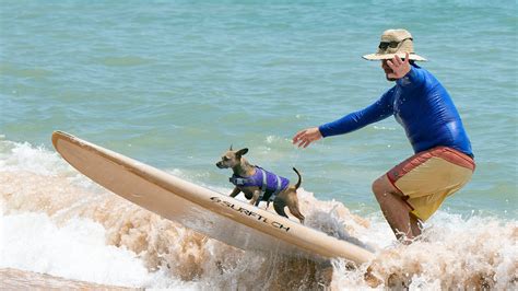 Flagler Beach hosts annual dog surfing competition