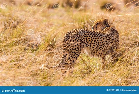 Cheetah Hunting in the Wild Stock Image - Image of beautiful, brown ...