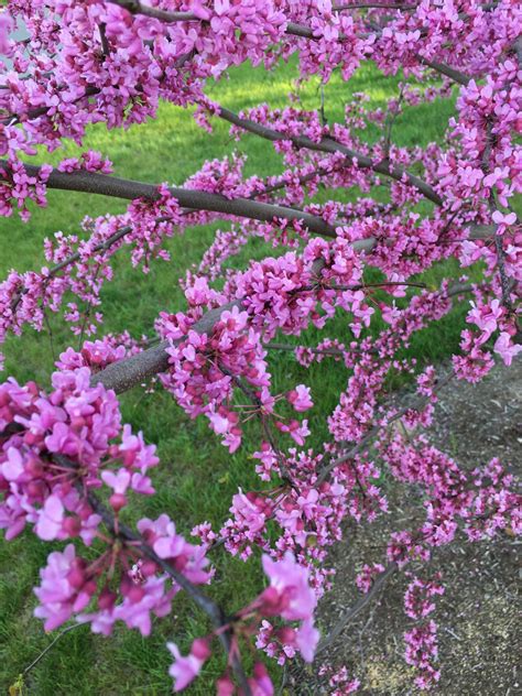 22 Terrific Flowering Trees For Tennessee - ProGardenTips