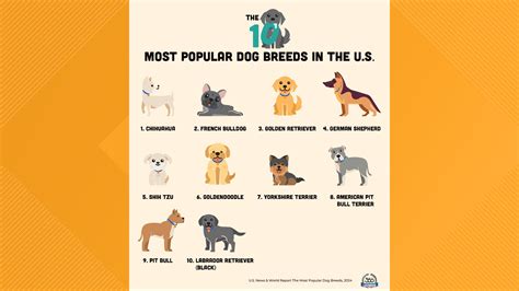 The most popular dog breeds in Colorado | 9news.com