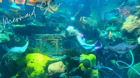 Best Free Attraction in Las Vegas || Mermaid Show || Stingray Feeding ...