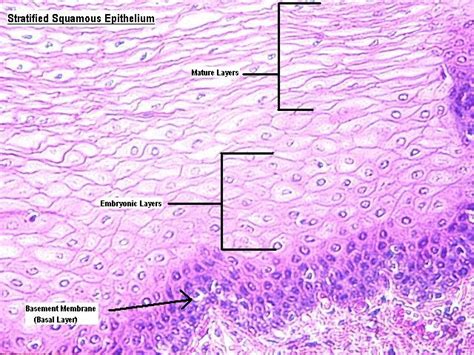 Animal tissues - BIOLOGY4ISC