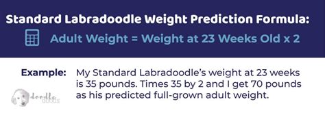 Labradoodle Size Chart With 40,000+ Labradoodle Weight Data Points