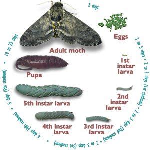 Tomato Horn Worm Life Cycle. This is a great Article about how to prevent them with out ...