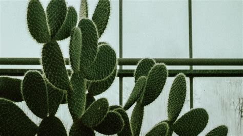 cactus, succulent, plant, window, 4k HD Wallpaper