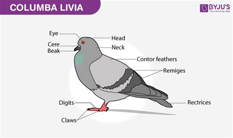 Pigeon - Diagram and Description