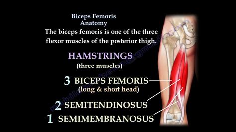 Biceps Femoris Anatomy, Hamstrings - Everything You Need To Know - Dr ...