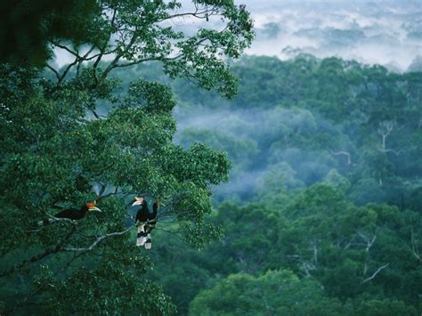 Rainforest and Amazon facts and information