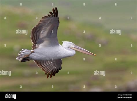 Dalmatian Pelican flying Stock Photo - Alamy