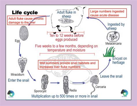 Endoparasite Life Cycle