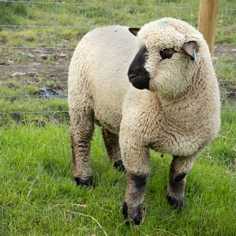 Hampshire Sheep | Valerie12 | Blipfoto