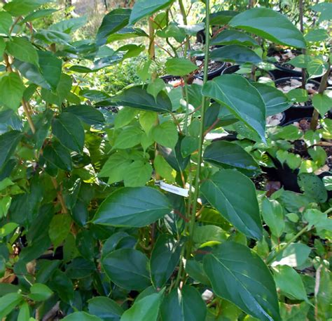 Actinidia arguta Hardy Male - Pollinator Kiwi for sale - Red Panda Nursery