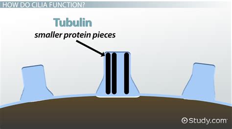 Cilia in Cells | Characteristics, Structure & Function - Lesson | Study.com