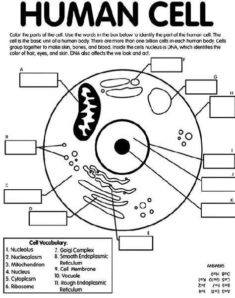 Cell Coloring Worksheet Esl | Science cells, Teaching biology, Middle school science