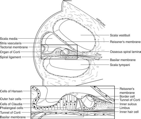 Otolaryngology: Diseases Of The Head And Neck | Basicmedical Key