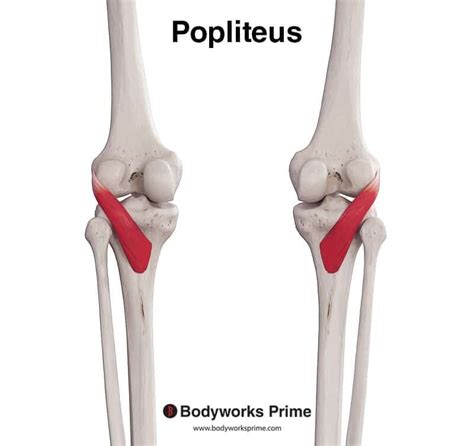 Popliteus Muscle Anatomy And Function | Porn Sex Picture