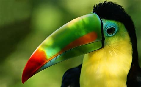 Tropical Parrot Wallpaper - WallpaperSafari