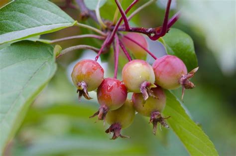 Native Crab Apple Tree (Malus sylvestris) - The Curious Bee Garden Nursery