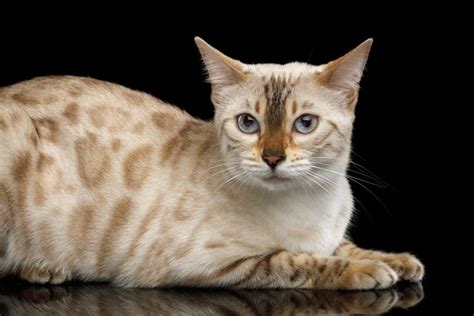 Snow Bengal Cat Care Guide & Info » Petsoid