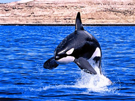 Orca - HD Wallpapers | Earth Blog