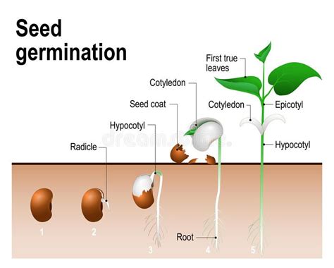 Seed Germination Process Diagram