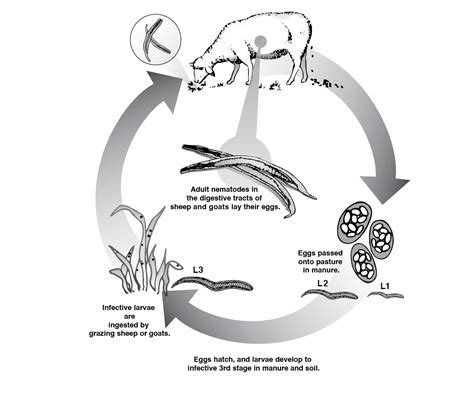 Sustainable Parasite Control for Sheep and Goats | Mississippi State ...