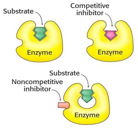 9/3/2010 Biochem Enzyme Regulation Flashcards | Quizlet