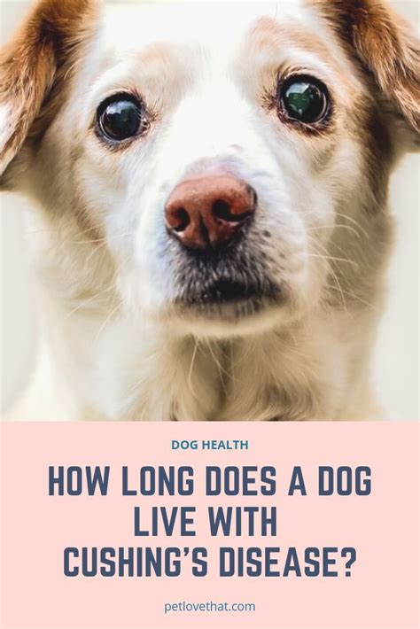 How Long Can Dogs Live With Cushings Disease