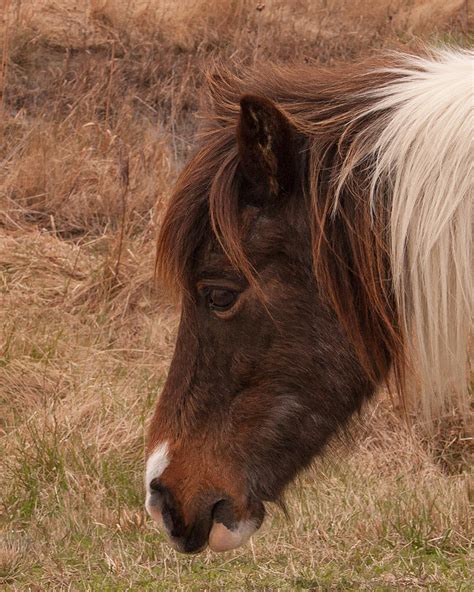 Pony Head Photograph by Scott Bush | Fine Art America