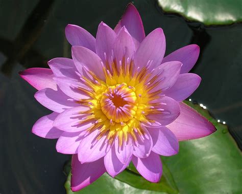 Water Lily - National Flower of Sri Lanka | Photo from our p… | Flickr