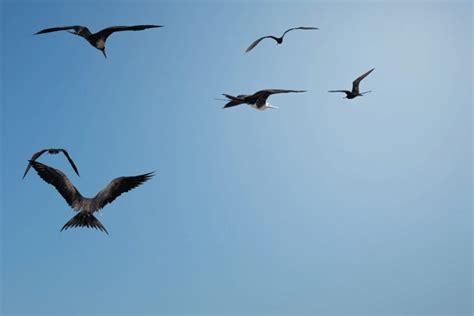 18,884 Birds Flying Beach Horizon Images, Stock Photos, 3D objects ...