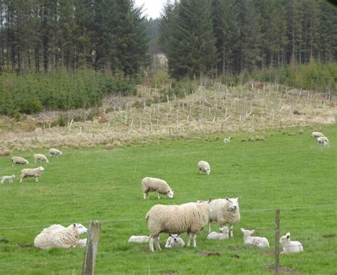 Ewes with lambs © Russel Wills cc-by-sa/2.0 :: Geograph Britain and Ireland