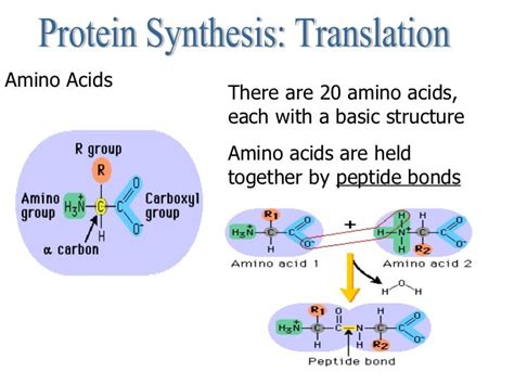 Protein question : r/biology