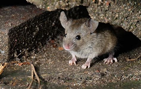 how many field mice are in my house - Views Portal Photographic Exhibit