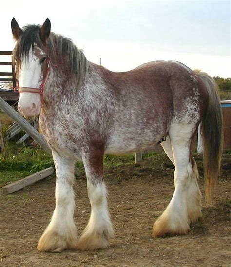 clydesdale for sale qld - Sal Alger