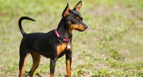 Miniature Doberman - Your Guide To The Pocket Sized Doberman