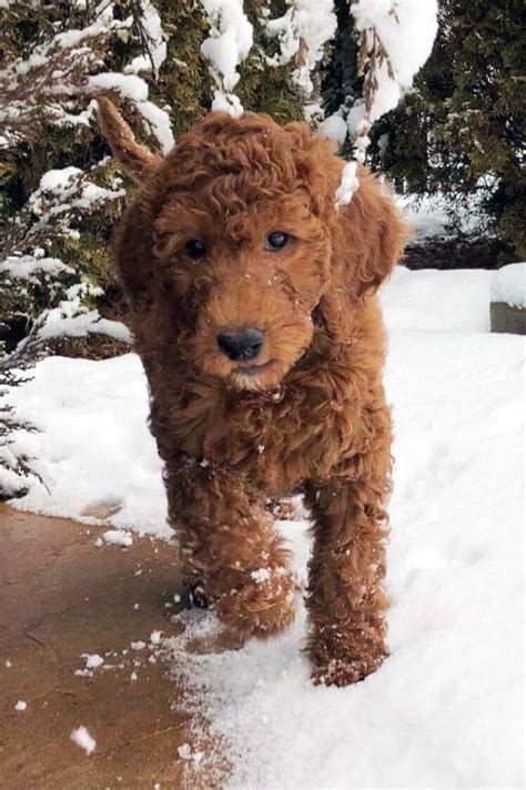 Goldendoodle Puppies For Sale in Iowa | Poodles 2 Doodles | Doodle puppy, Irish doodle, Doodle dog