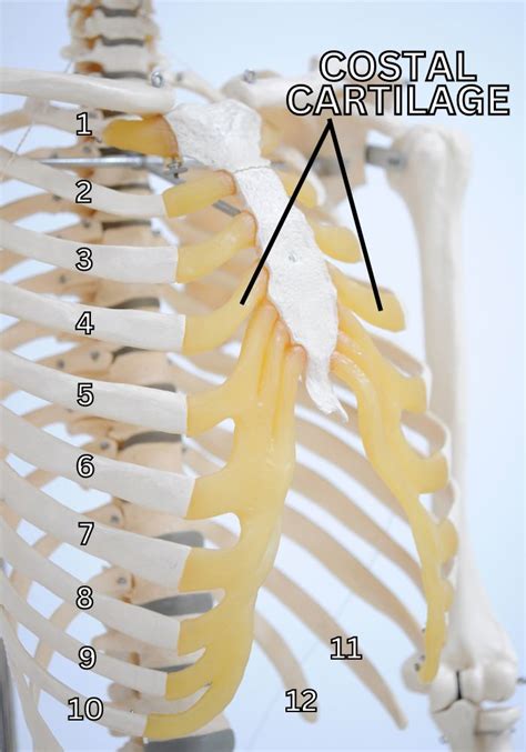 Costal Cartilage Injury