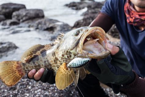 11 Types of Grouper to Catch in Florida - Fishmasters.com