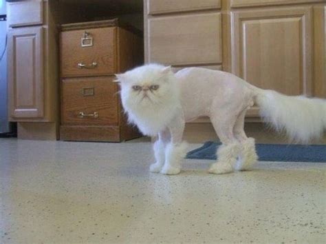 20 Hilarious Pet Grooming Fails | Funny pictures, Animals, Funny