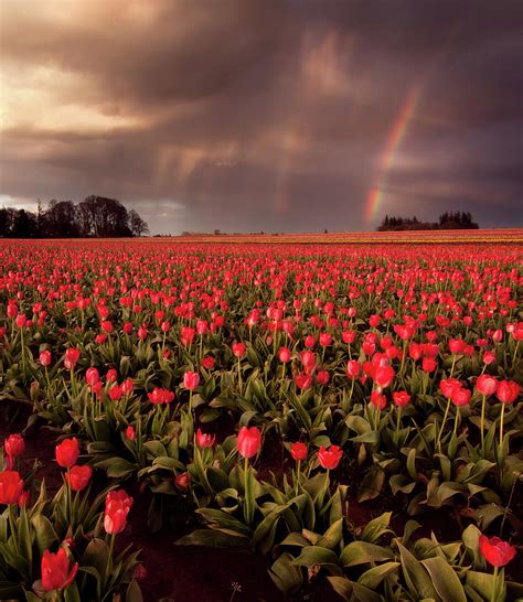 Tulips And Rainbows Photograph by Jamey Pyles Photography - Fine Art ...