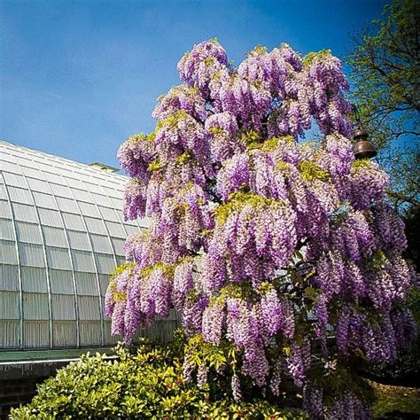 Purple Wisteria For Sale Online | The Tree Center