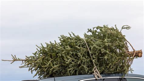 How to Legally Cut Your Own Christmas Tree in a National Forest