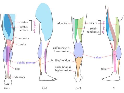 Human Leg Muscle Anatomy - coordstudenti