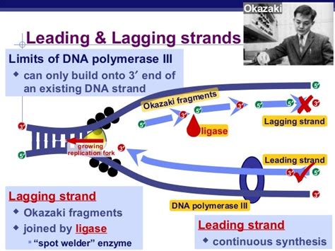 Dna replication